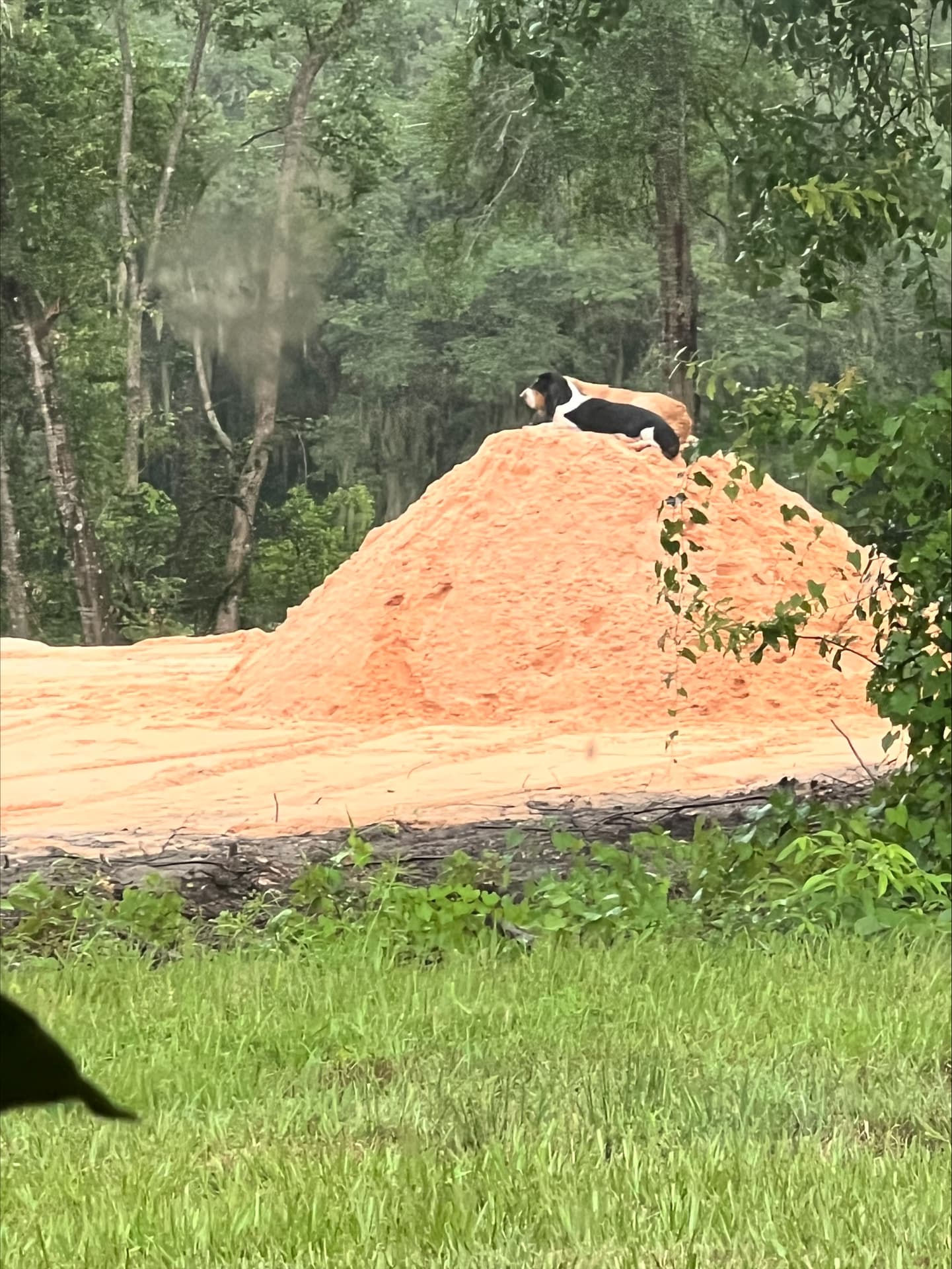Large stockpile of clean fill dirt on a cleared lot surrounded by trees