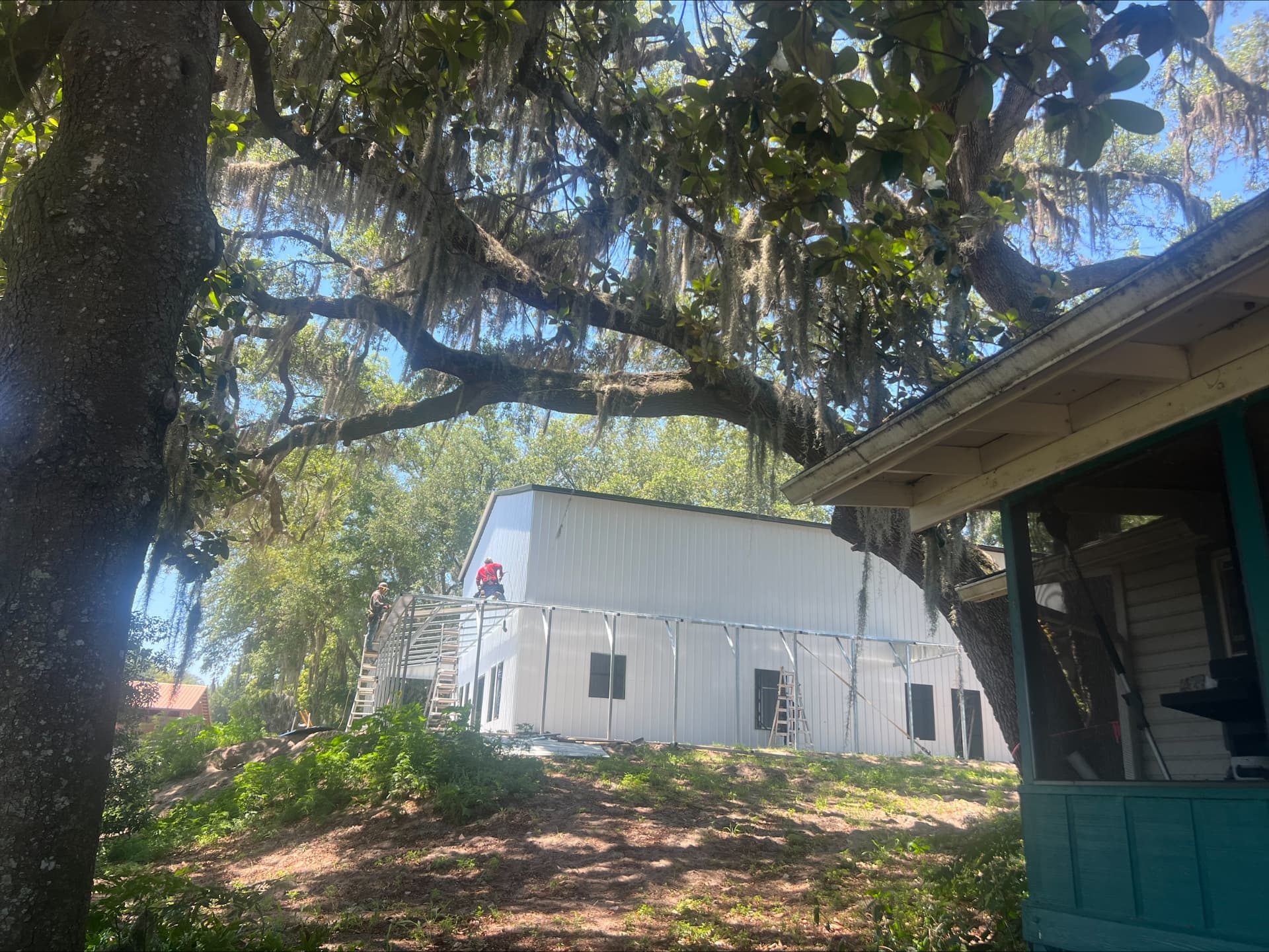 Crew installing wall panels on a white metal building under Spanish-moss oaks
